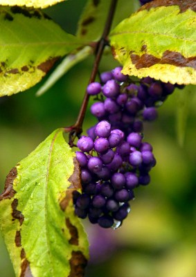 Callicarpa americana L., Amerikanische Schönfrucht