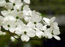 Gehölz aus der Familie der Cornaceae. Herkunft Nordamerika.