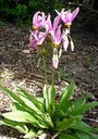 Staude aus der Familie der Primulaceae. Herkunft Nordamerika.