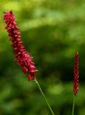 Staude aus der Familie der Polygonaceae. Kulturform.