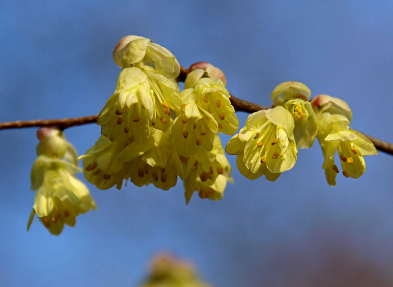 Corylopsis pauciflora SIEBOLD ET ZUCC., Armblütige Scheinhasel