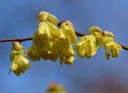 Corylopsis pauciflora SIEBOLD ET ZUCC., Armblütige Scheinhasel