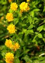 Gehölz aus der Familie der Rosaceae. Herkunft Asien, China.