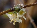 Gehölz aus der Familie der Caprifoliaceae. Kulturform.