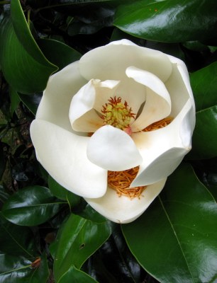 Magnolia grandiflora L., Immergrüne Magnolie