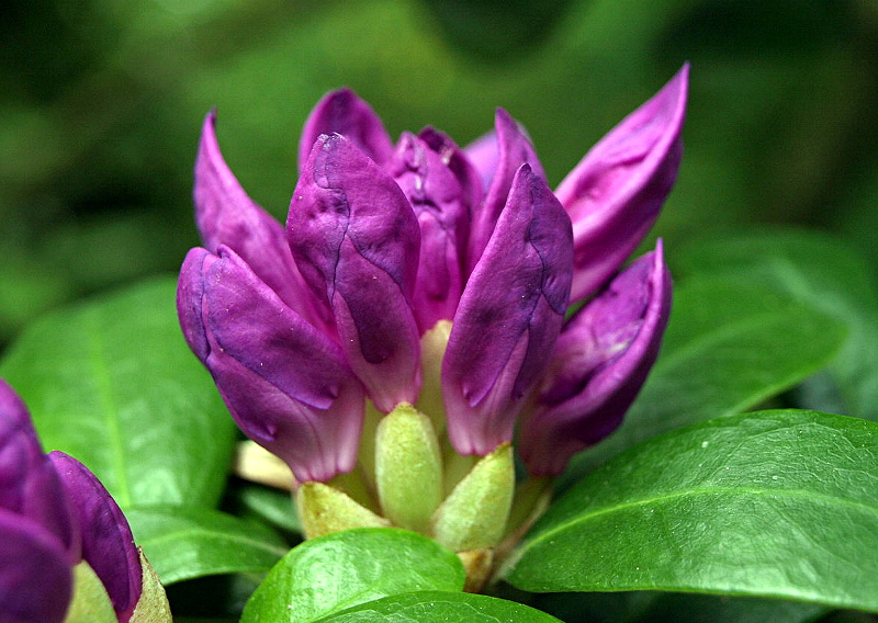 Rhododendron ponticum L., Pontischer Rhododendron