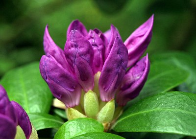 Rhododendron ponticum L., Pontischer Rhododendron