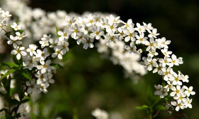 Spiraea thunbergii SIEB. EX BL., Frühlingsspiere