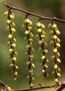 Gehölz aus der Familie der Stachyuaceae. Herkunft Mittelchina.