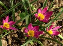 Staude aus der Familie der Liliaceae. Herkunft Kaukasus, Iran, Nord-Irak.