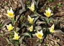 Staude aus der Familie der Liliaceae. Herkunft Zentral-Asien.