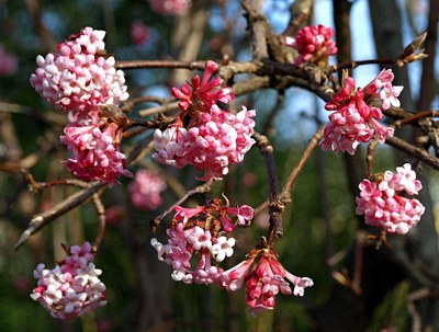 Viburnum farreri STEARN., Duftender Schneeball