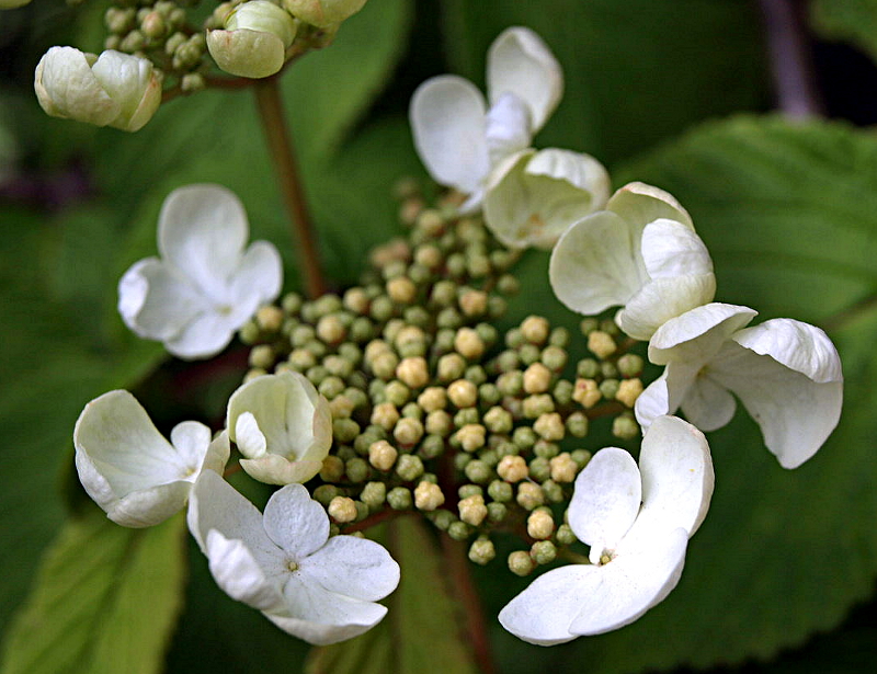 Viburnum plicatum THUNB., Japanischer Schneeball