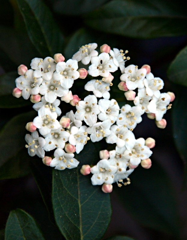 Viburnum tinus L., Immergrüner Schneeball