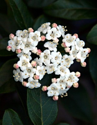 Viburnum tinus L., Immergrüner Schneeball