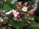 Gehölz aus der Familie der Caprifoliaceae. Kulturform.