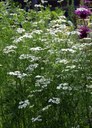 kosmopolitische, einjährige Pflanze aus der Familie der Apiaceae. Heilpflanze der Römer (Dioscorides).