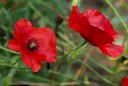 Einjährige Pflanze aus der Familie der Papaveraceae. Einheimisch in Europa. Heilpflanze der Kelten und Germanen.