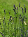 Lavendel