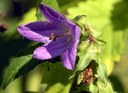 Staude aus der Familie der Campanulaceae. Vorkommen in Europa, Syrien, Nord-Iran, West-Sibirien und Nordwest-Afrika.