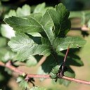 Gehölz aus der Familie der Rosaceae. Einheimisch in Europa.