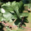 Crataegus laevigata DC., Zweigriffeliger Weißdorn