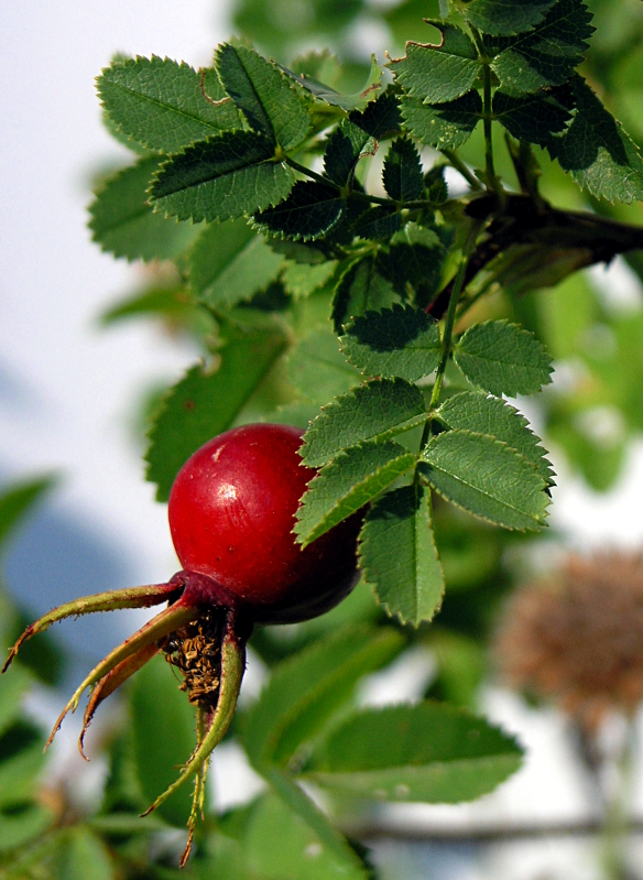 Rosa spinosissima L., Bibernell-Rose
