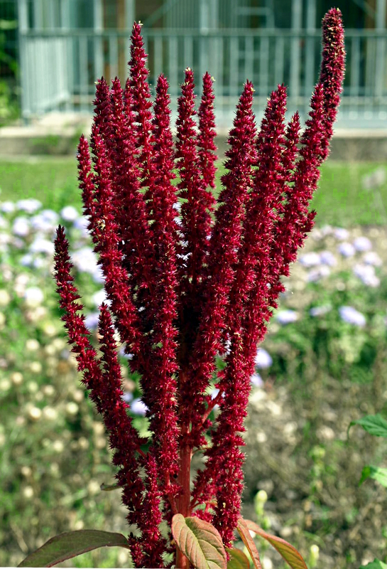 Amaranthus caudatus L., Garten-Fuchsschwanz