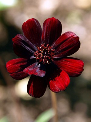 Cosmos atrosanguineus VOSS, Schoko-Kosmee