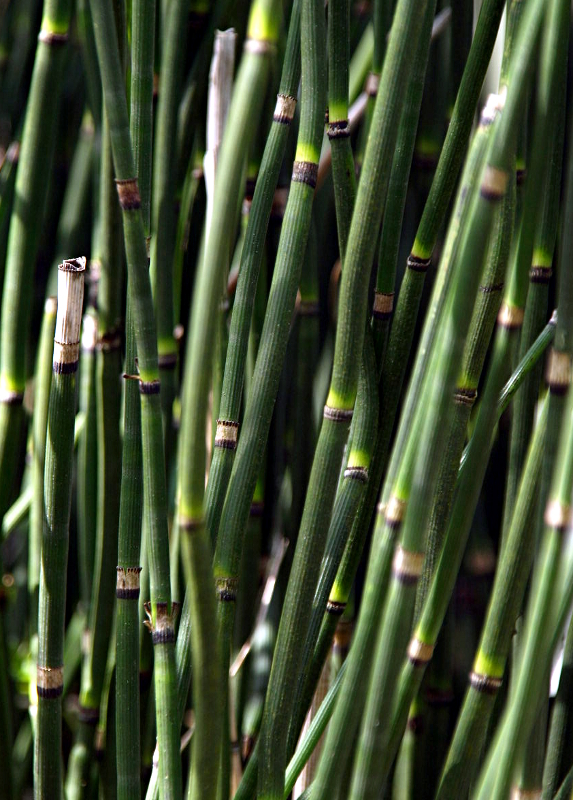 Equisetum hyemale L., Winter-Schachtelhalm