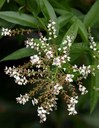 Strauch aus der Familie der Verbenaceae. Herkunft Uruguay, Argentinien und Chile.