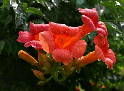 Campsis radicans SEEM. EX BUREAU, Amerikanische Trompetenwinde