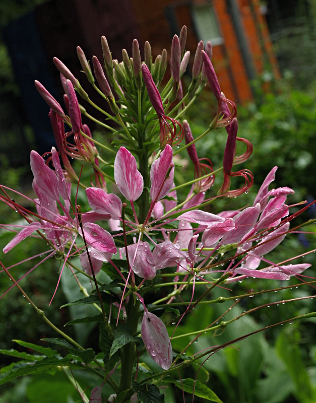Cleome spinosa JACQ., Dornige Spinnenpflanze
