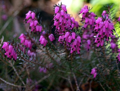 Erica carnea L. 'Atrorubra', Schneeheide