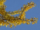 in Herbstfärbung. Gehölz aus der Familie der Ginkgoaceae. Herkunft Südostchina.