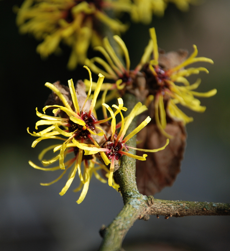 Hamamelis mollis OLIV., Chinesische Zaubernuss