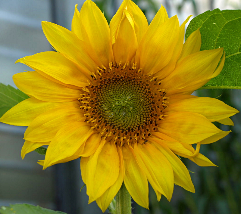 Helianthus annuus L., Sonnenblume