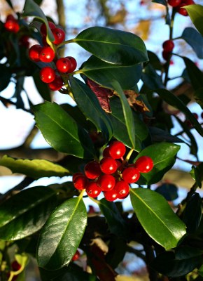 Ilex aquifolium L., Gewöhnliche Stechpalme