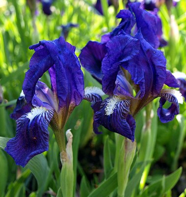 Iris subbiflora BROT., Iris
