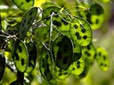 Europäische Vertreterin der Familie der Brassicaceae.