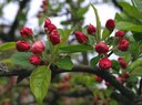 Gehölz aus der Familie der Rosaceae. Kulturform.