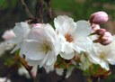 Gehölz aus der Familie der Rosaceae. Kulturform.