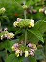 Staude aus der Familie der Lamiaceae. Herkunft Südost-Europa, Türkei.