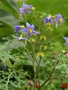 Einjährige Pflanze aus der Familie der Solanaceae. Herkunft Mexiko, Neu-Mexiko und Texas.