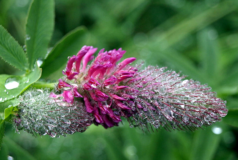 Trifolium rubens L., Purpur-Klee