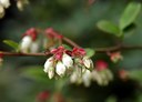 Gehölz aus der Familie der Ericaceae. Herkunft Nordamerika.