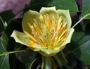 Liriodendron tulipifera L., Amerikanischer Tulpenbaum