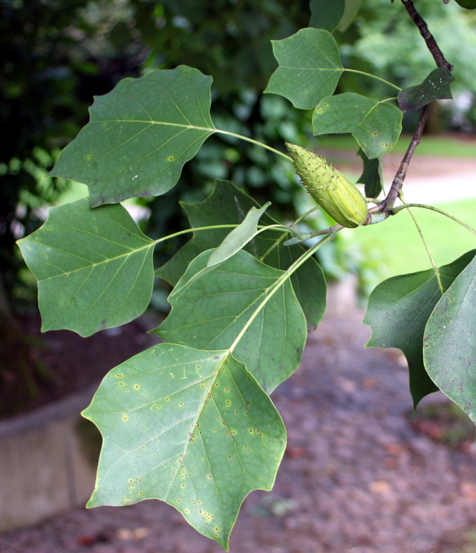 Liriodendron tulipifera L., Amerikanischer Tulpenbaum