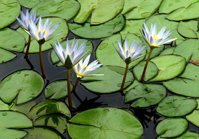 Nymphaea-Hybride 'Blauer Stern', Seerose