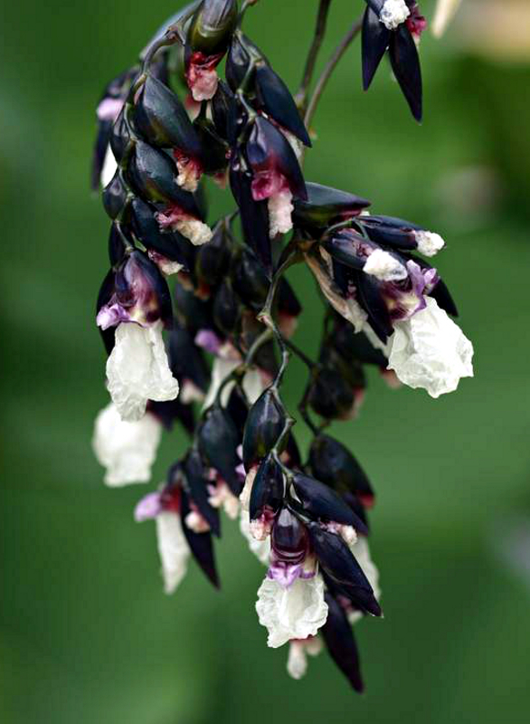 Thalia dealbata FRASER, Kleine Marante